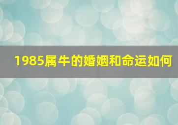 1985属牛的婚姻和命运如何