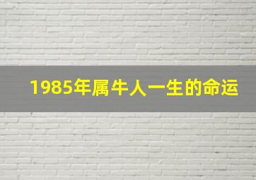 1985年属牛人一生的命运