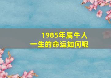 1985年属牛人一生的命运如何呢