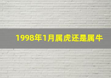 1998年1月属虎还是属牛