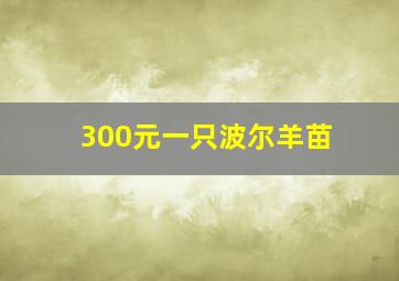 300元一只波尔羊苗