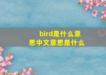 bird是什么意思中文意思是什么