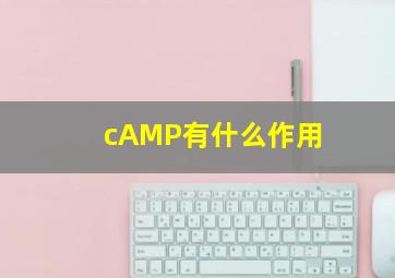 cAMP有什么作用