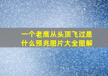 一个老鹰从头顶飞过是什么预兆图片大全图解