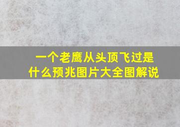 一个老鹰从头顶飞过是什么预兆图片大全图解说