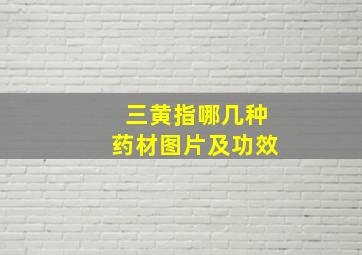 三黄指哪几种药材图片及功效