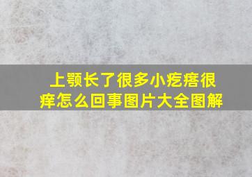 上颚长了很多小疙瘩很痒怎么回事图片大全图解