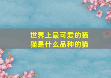 世界上最可爱的猫猫是什么品种的猫