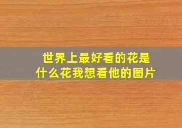 世界上最好看的花是什么花我想看他的图片