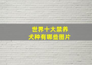 世界十大禁养犬种有哪些图片