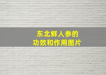 东北鲜人参的功效和作用图片