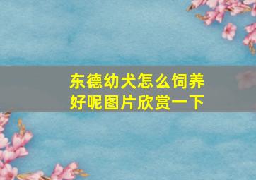 东德幼犬怎么饲养好呢图片欣赏一下