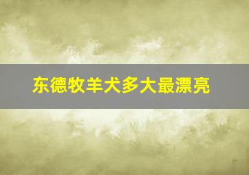 东德牧羊犬多大最漂亮