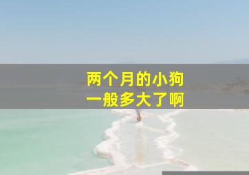 两个月的小狗一般多大了啊