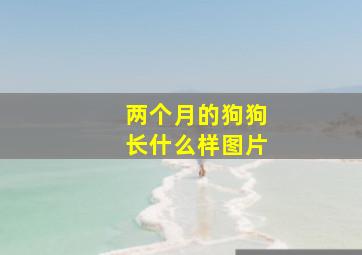 两个月的狗狗长什么样图片