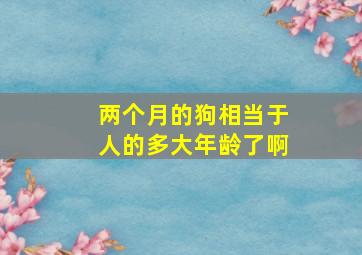 两个月的狗相当于人的多大年龄了啊