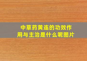 中草药黄连的功效作用与主治是什么呢图片