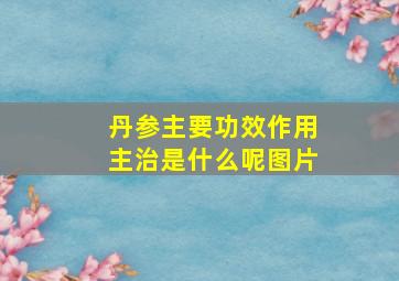 丹参主要功效作用主治是什么呢图片