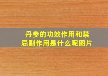 丹参的功效作用和禁忌副作用是什么呢图片