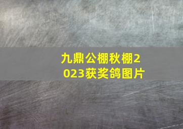 九鼎公棚秋棚2023获奖鸽图片