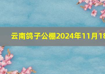 云南鸽子公棚2024年11月18