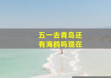 五一去青岛还有海鸥吗现在