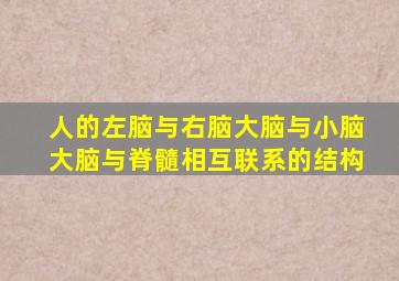 人的左脑与右脑大脑与小脑大脑与脊髓相互联系的结构