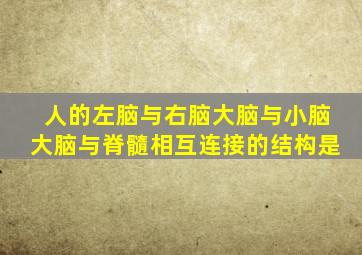 人的左脑与右脑大脑与小脑大脑与脊髓相互连接的结构是