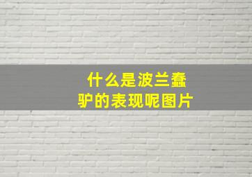 什么是波兰蠢驴的表现呢图片