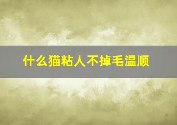 什么猫粘人不掉毛温顺