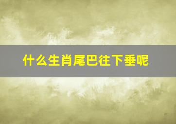 什么生肖尾巴往下垂呢