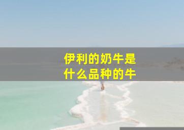 伊利的奶牛是什么品种的牛