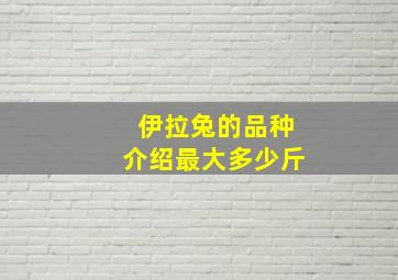 伊拉兔的品种介绍最大多少斤