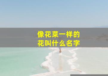 像花菜一样的花叫什么名字