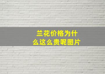 兰花价格为什么这么贵呢图片