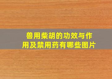 兽用柴胡的功效与作用及禁用药有哪些图片