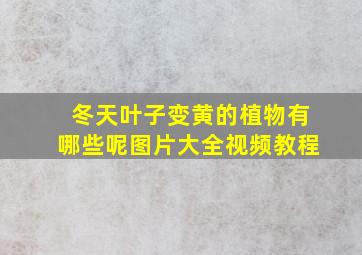 冬天叶子变黄的植物有哪些呢图片大全视频教程