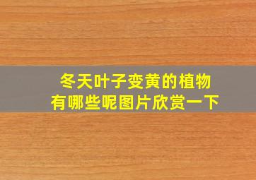 冬天叶子变黄的植物有哪些呢图片欣赏一下