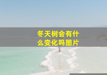 冬天树会有什么变化吗图片