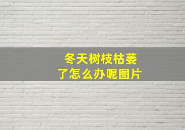 冬天树枝枯萎了怎么办呢图片