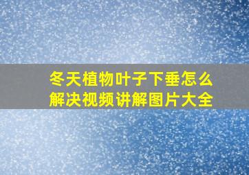 冬天植物叶子下垂怎么解决视频讲解图片大全