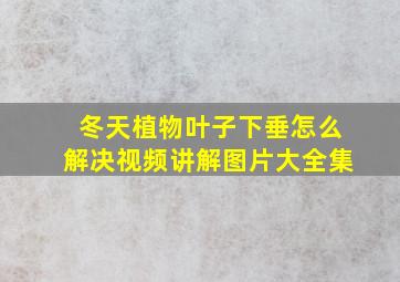 冬天植物叶子下垂怎么解决视频讲解图片大全集