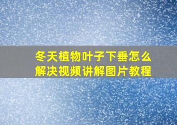 冬天植物叶子下垂怎么解决视频讲解图片教程