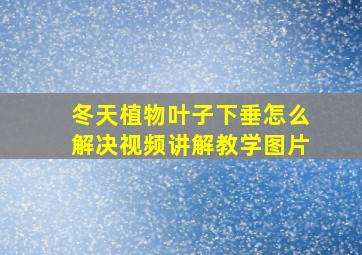 冬天植物叶子下垂怎么解决视频讲解教学图片