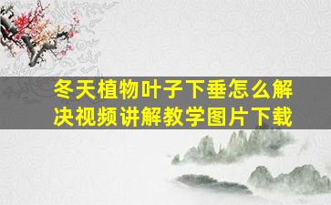 冬天植物叶子下垂怎么解决视频讲解教学图片下载