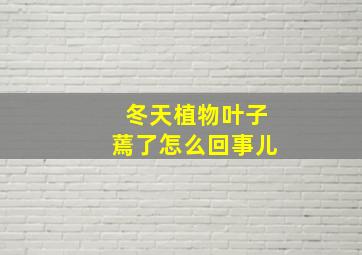 冬天植物叶子蔫了怎么回事儿