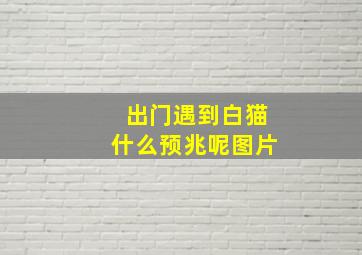 出门遇到白猫什么预兆呢图片