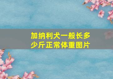 加纳利犬一般长多少斤正常体重图片