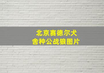 北京赛德尔犬舍种公战狼图片