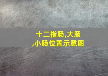 十二指肠,大肠,小肠位置示意图